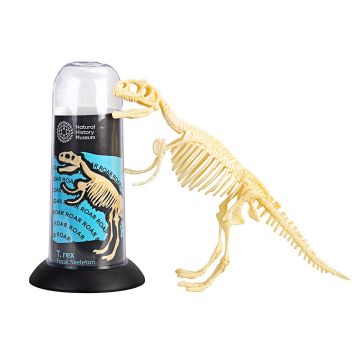 The completed T. rex fossil skeleton pictured next to the tube packaging.
