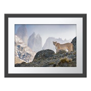 Scanning the Realm Wall Print in a dark grey frame with a white border. The print is of a puma standing on top of a windswept outcrop in the rugged mountain terrain looking at the camera.