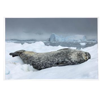 A landscape, colour photograph showing the seal lying on ice with the grey sky and sea behind it. The seal lies on its left side as if smiling at the camera.